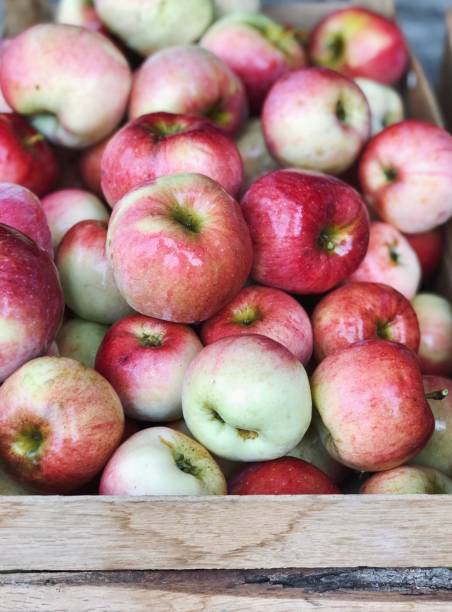 istock Wooden box with autumn red apples 1277297222