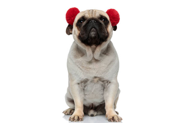 istock Happy Pug puppy wearing red earmuffs and smiling while sitting 1277297288