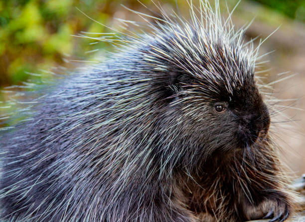 istock Porcupine Close up 1277297448