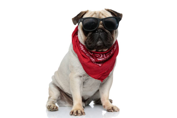 istock Cool Pug puppy wearing bandana and sunglasses while sitting 1277297582