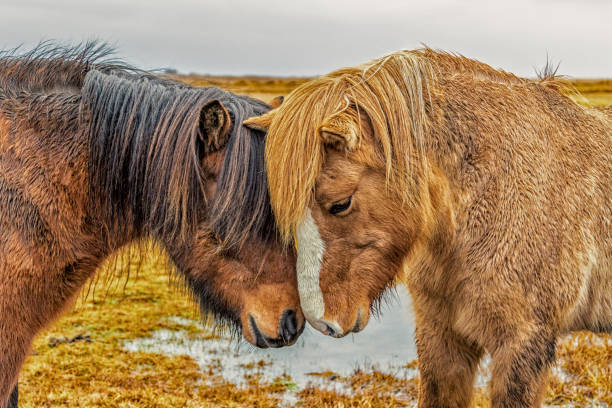 istock Horse Love Icelandic 1277297660