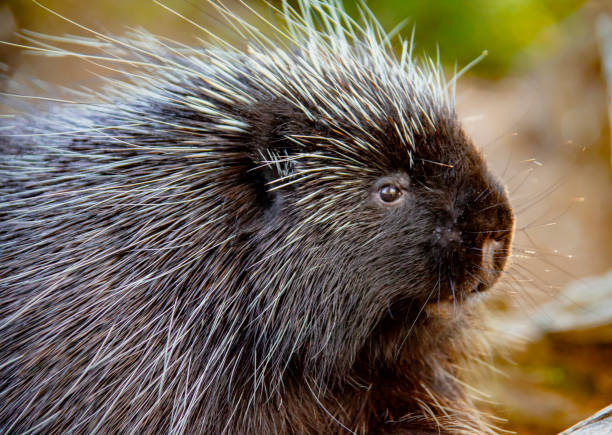 istock Porcupine Close up 1277298349