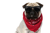 Cool Pug puppy wearing bandana and sunglasses