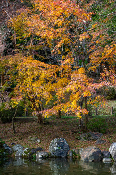 istock Autumn maple leaves, Japanese nature scene 1277298584