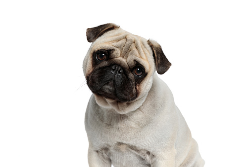 Wondering Pug puppy looking forward with his head tilted while standing on white studio background