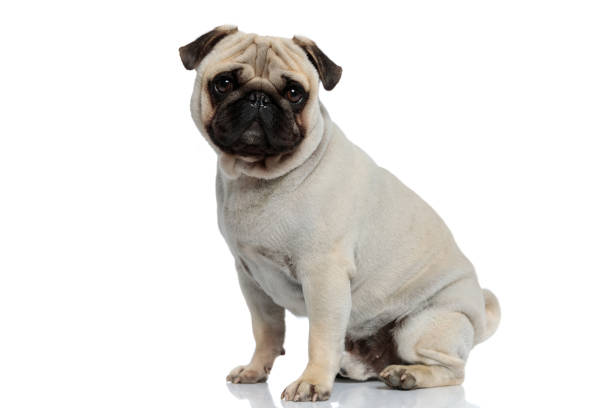 istock Side view of positive Pug puppy smiling and looking forward 1277298759