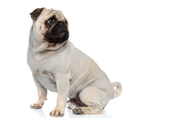 istock Side view of curious Pug puppy curiously looking over shoulder 1277298934