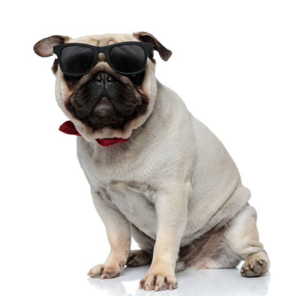 istock Gentleman Pug puppy wearing sunglasses and bowtie while sitting 1277299139