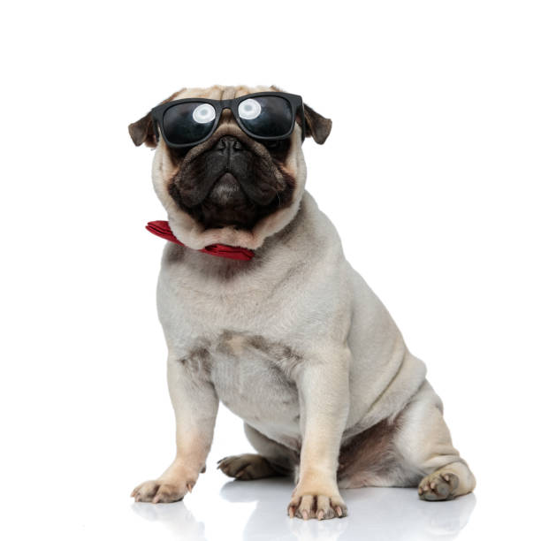 istock Brave Pug puppy wearing sunglasses and bowtie, looking forward 1277299160