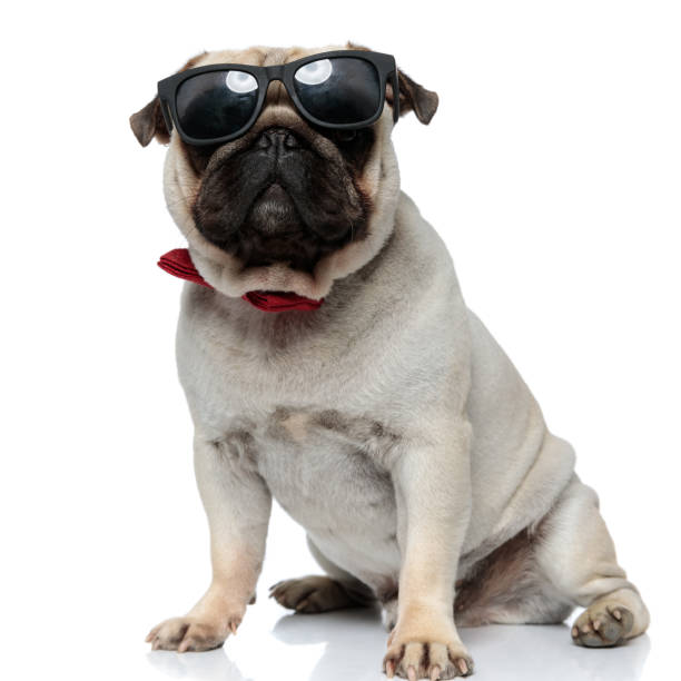 istock Elegant Pug puppy wearing sunglasses and bowtie while sitting 1277299275