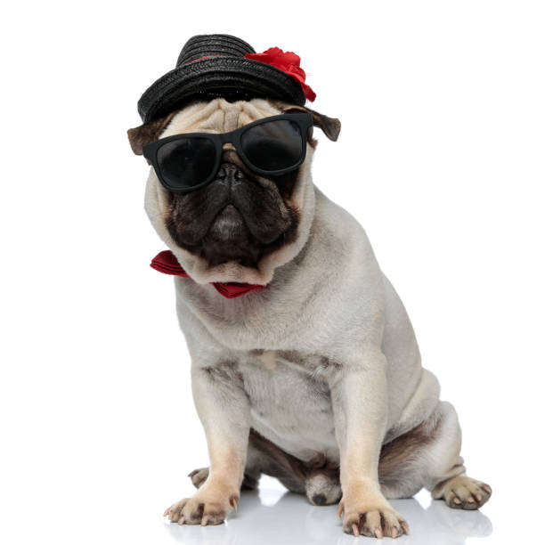 istock Confident Pug puppy wearing hat, sunglasses and bowtie while sitting 1277299371