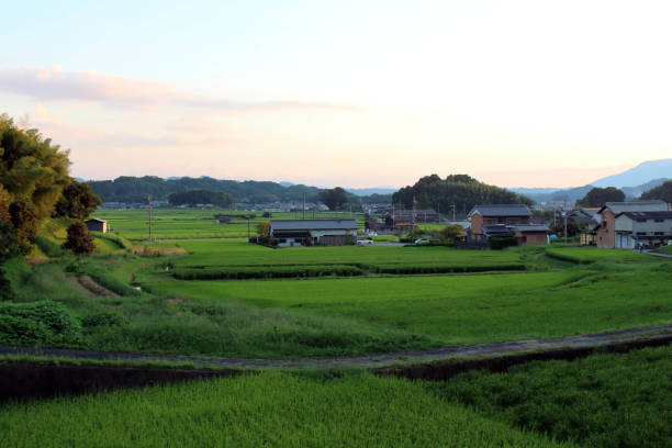 istock Paddy field and housing area in the afternoon 1277301542