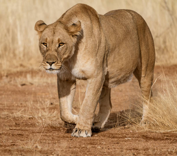 istock Female lion walks across dirt toad 1277301711
