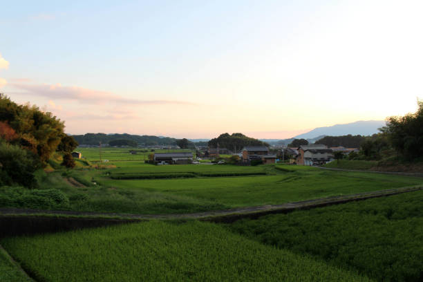 istock Paddy field and housing area in the afternoon 1277301735