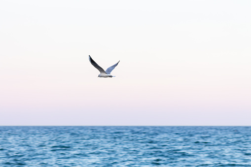 View of a seagull flying over the Mediterranean sea on the coast of Barcelona