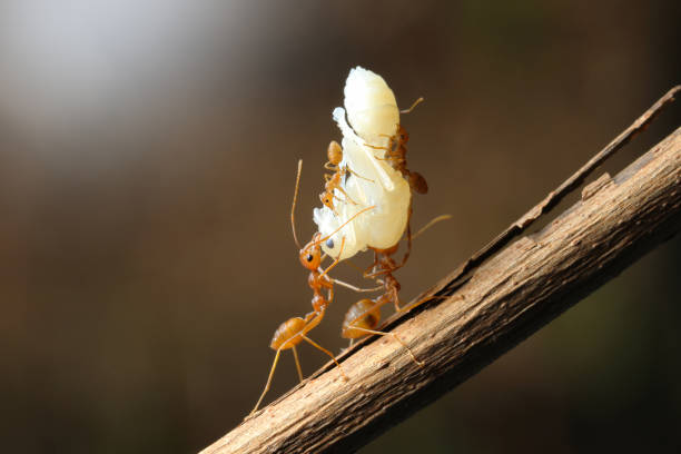 istock Red Ants with Larva in nature Background. 1277303661