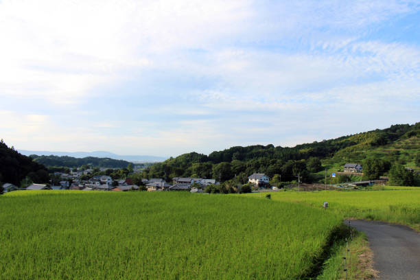 Countryside and paddy field in Asuka, Japan stock photo