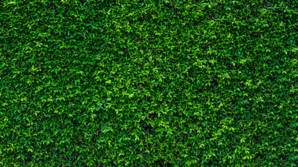 istock Green ivy leaf texture wall in the garden for background and copy space. 1277304593