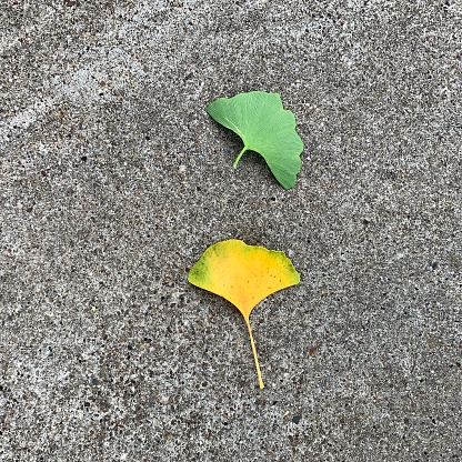 Autumn leaves on sidewalk