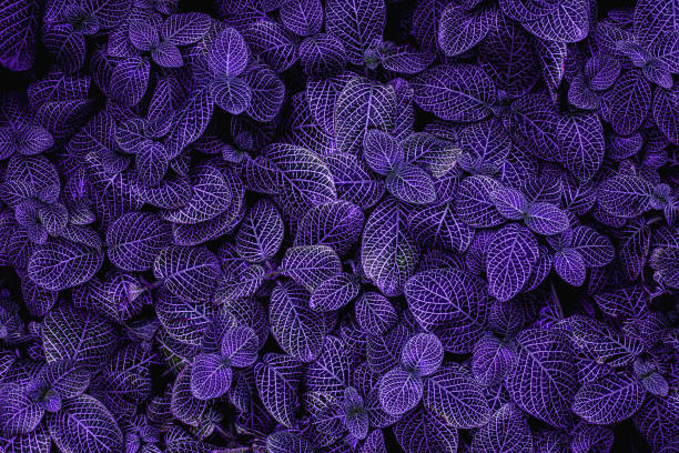 istock closeup nature view of purple leaf background 1277306142