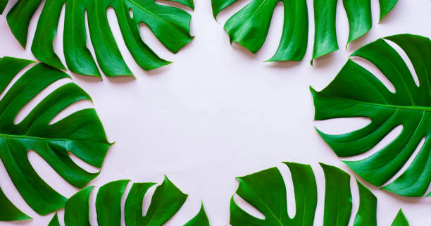 istock closeup tropical monstera leaf isolated on pink background 1277306297