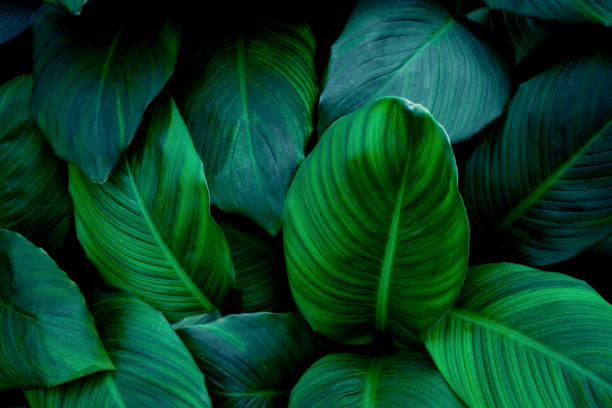 istock leaves of Spathiphyllum cannifolium background 1277306413