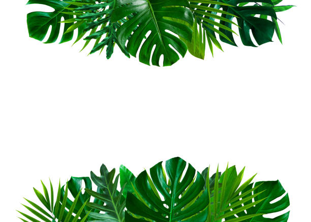 Green leaves nature frame layout of tropical plant leaf bush on white background stock photo