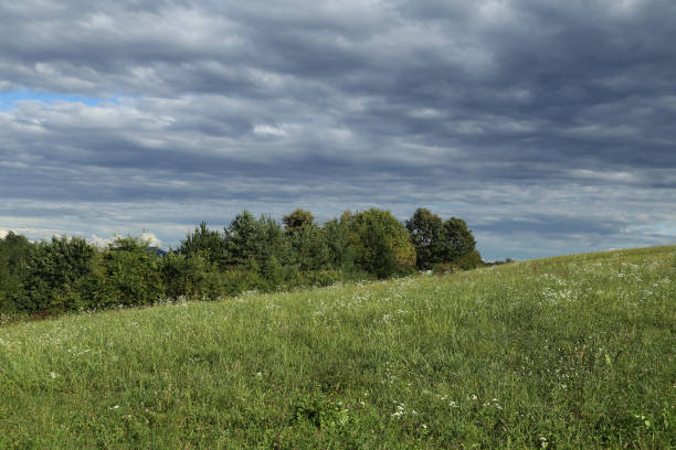 Summer landscape with green meadow and cloudy sky.