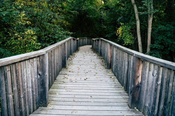 istock Wooden Walkway through the Forest 1277308842