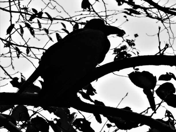 istock Japan. September. Crow. Portrait in silhouette. Black and white. 1277308890