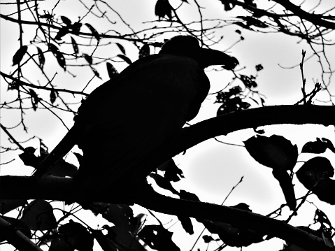 Japan. September. Crow. Portrait in silhouette. Black and white.