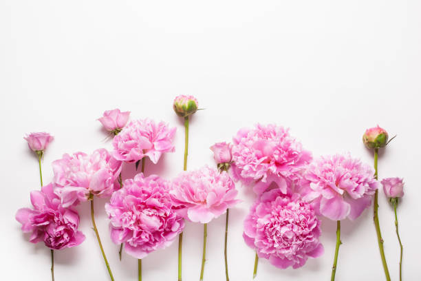 istock beautiful pink peony flower background 1277310582