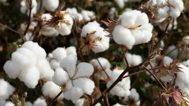 istock Cotton field background ready for harvest. 1277310729