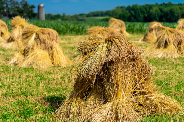 pole pszenicy amiszowej - farm barn landscape ohio zdjęcia i obrazy z banku zdjęć