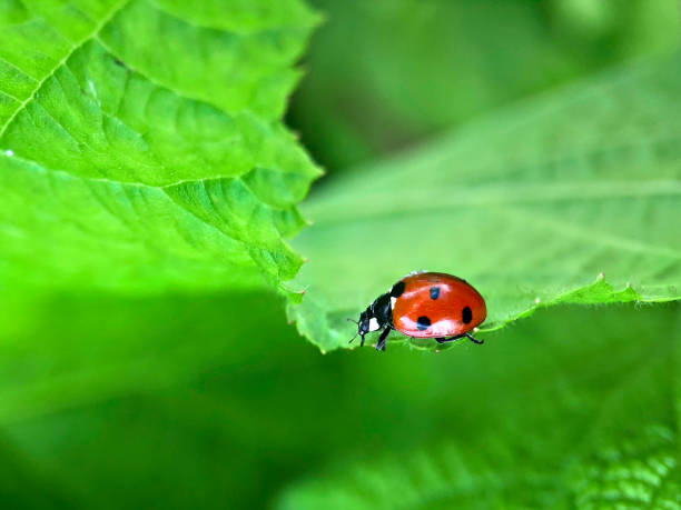istock Red ladybug on a green leaf in the garden 1277313378