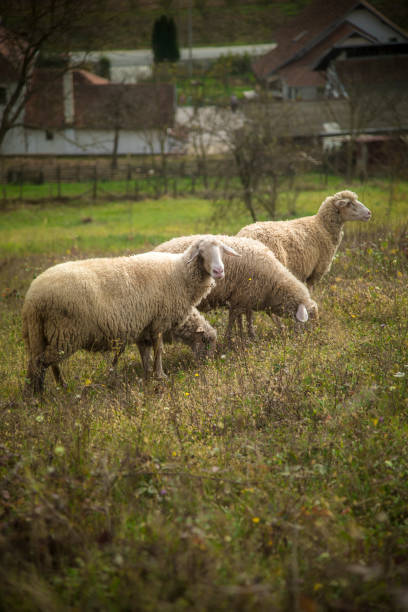 istock Flock of sheep on a sunny day 1277313468