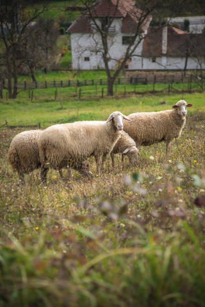istock Flock of sheep on a sunny day 1277313558