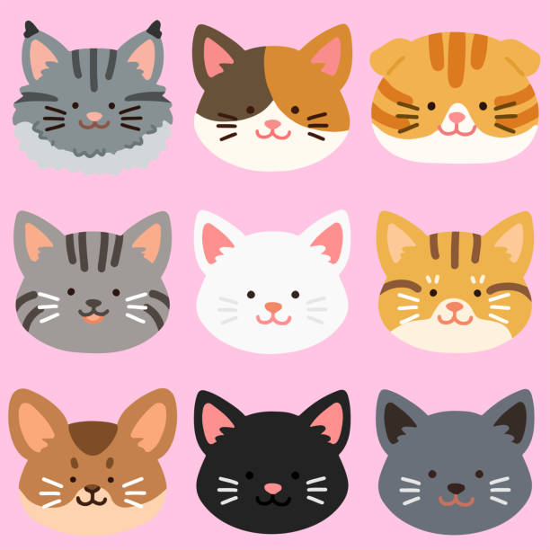 Flat colored adorable and simple cat heads set Adorable illustrations of sweet cat heads. short haired maine coon stock illustrations