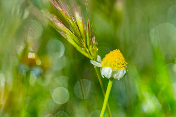 nature background, wildflowers with grass closeup outdoor