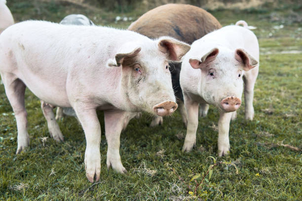 istock Pigs playing in the field 1277315186