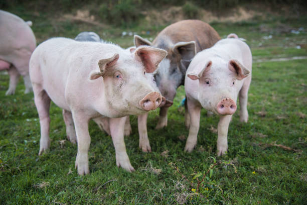 istock Pigs playing in the field 1277315230