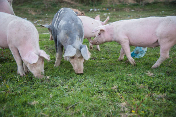 istock Pigs playing in the field 1277315357