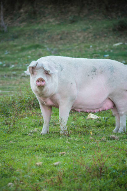 istock Pig playing in the grassy field 1277315397