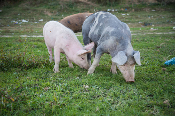 istock Pigs playing in the field 1277315405