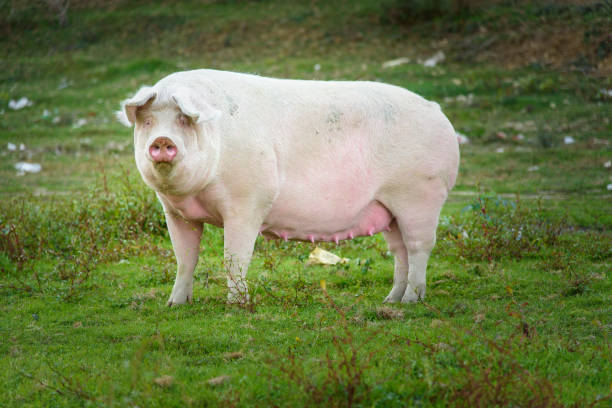 istock Pig playing in the grassy field 1277315721