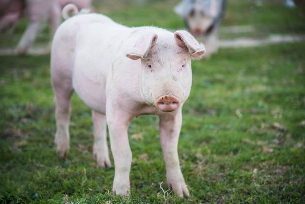 istock Pig playing in the grassy field 1277315748