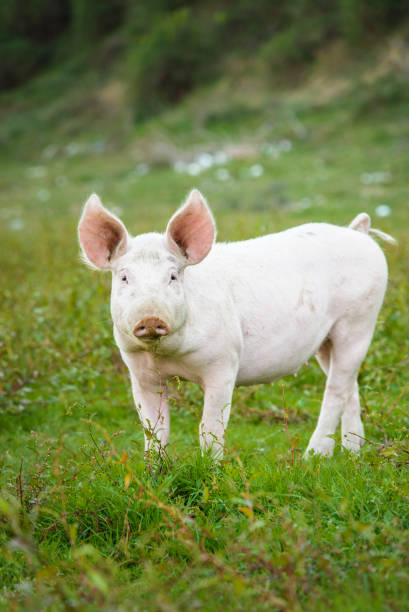 Pig playing in the grassy field