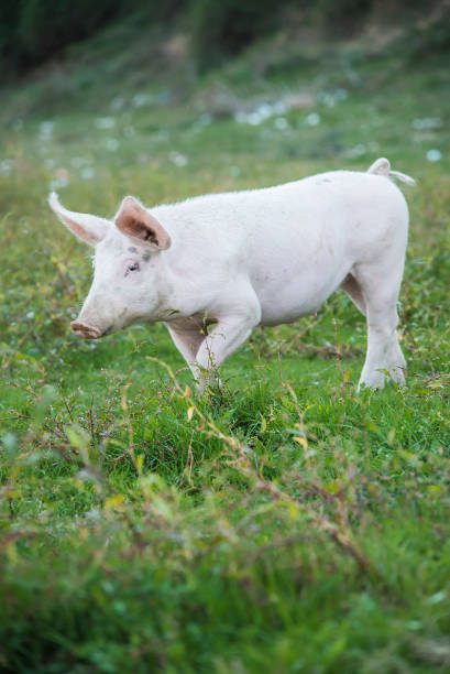 istock Pig playing in the grassy field 1277316378