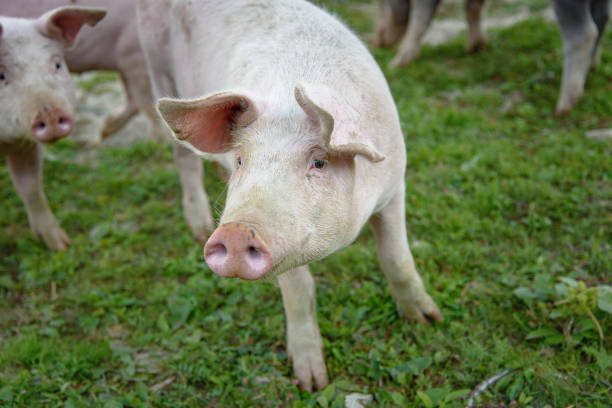istock Pig playing in the grassy field 1277316425
