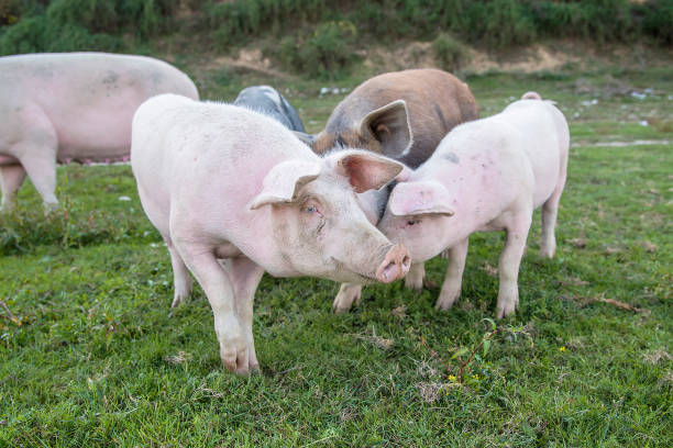 istock Pigs playing in the field 1277316643
